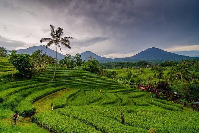 Private Chartered Car to Bali Temples With Besakih Temple - Tirta Empul: Purification at the Holy Spring Water