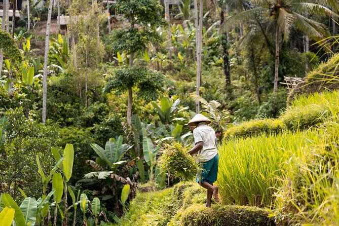 Private Customized Trip to Ubud - Why a private Ubud day feels easier than a fixed tour