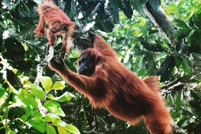 Private Full-Day Bukit Lawang Trekking Tour From Medan - 7:00am Pickup From Medan, Then About 4 Hours to Bukit Lawang