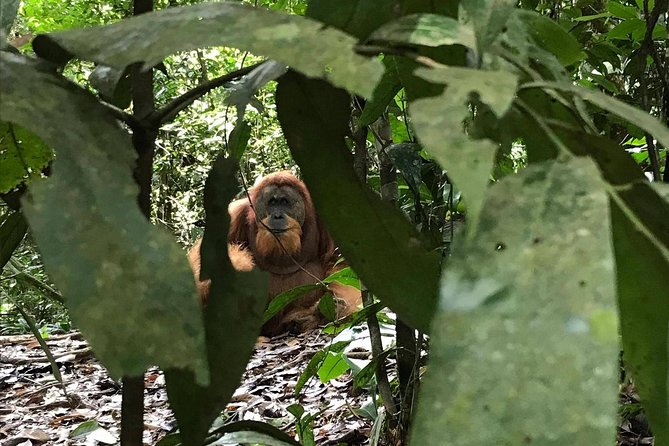 Private Full-Day Bukit Lawang Trekking Tour From Medan - Entering the National Park Jungle: Orangutans, Medicinal Plants, and Real Trek Time