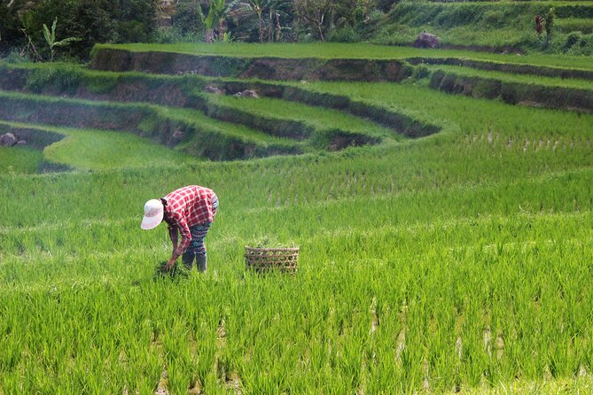 Private Full-Day Handara, Ulun Danu, Jatiluwih and Tanah Lot Tour - Jatiluwih Rice Terrace Time: Mountain-Backdrop Views You Can Actually Enjoy