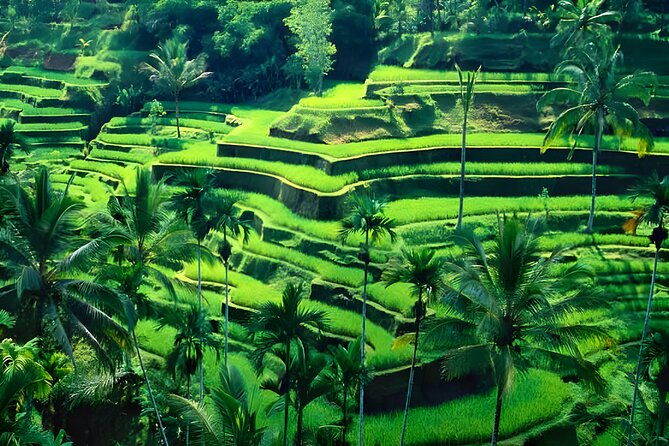Private Half-Day Tour: The Best Ubud Half Day Trip Packages - The lunch stop: authentic local restaurant food, with vegetarian option