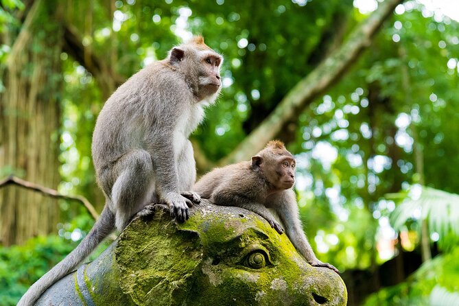 Private Inclusive Tours: 2 Days highlight of Bali - Entering Bali’s Two-Day Rhythm From Seminyak