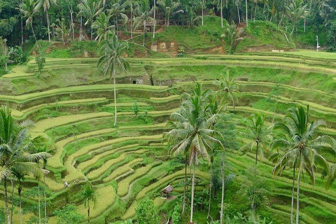 Private Inclusive Tours: 2 Days highlight of Bali - Monkey Forest and the Ubud Art Market, both in one smooth stretch