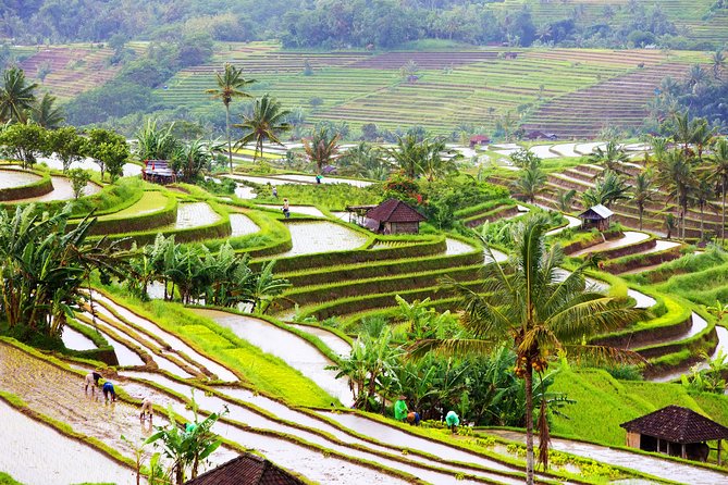Private Shore Excursion: Customized Best of Bali Tour - Uluwatu Temple at sunset: the coast option you’ll remember