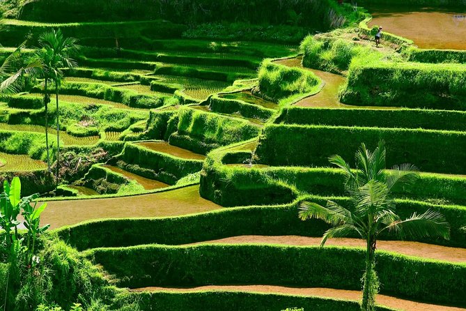 Private Shore Excursion: Customized Best of Bali Tour - Puseh Batuan and Taman Ayun: temples with different purposes