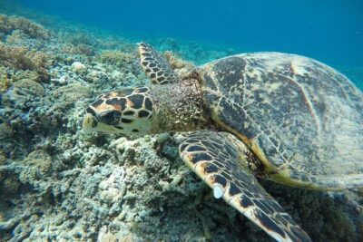 Private Snorkeling Gili Island (Coral, Statue and Turtle)