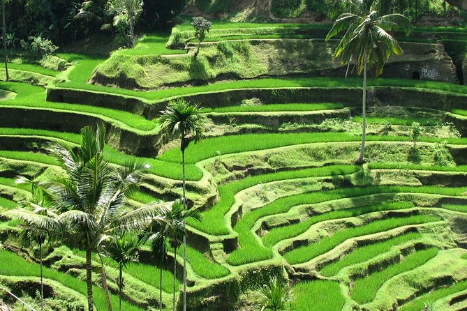 Private Tour: Bali in a Day - Kintamani and Mount Batur caldera views, plus lunch planning