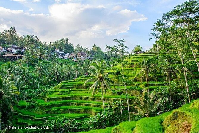 Private Tour to Sumampan Waterfall, Monkey forest, Rice terraces and Swing - Lunch at D’Alas Warung Restaurant, Then Two Quick Culture Stops