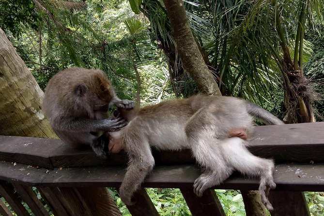 Private Tour to Sumampan Waterfall, Monkey forest, Rice terraces and Swing - Where the Tour Fits Best (and Who Might Want a Different Day)