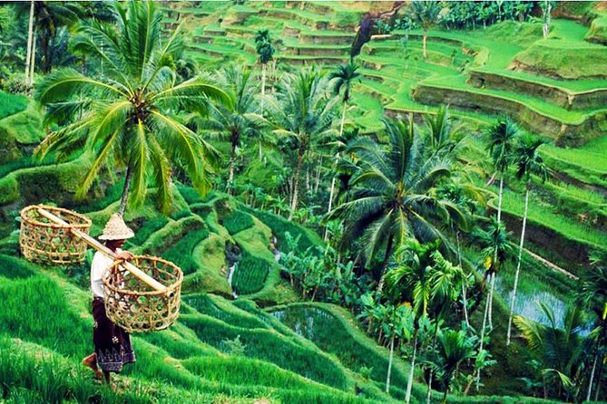 Private Tour Top Sights of Bali in One Day - Tegalalang Rice Terrace: Iconic Views plus Time to Play