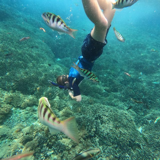 Sanur: Coastal Area Snorkeling Session - Key Things I’d Highlight Before You Go