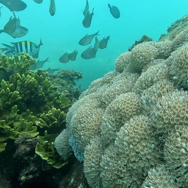 Sanur: Coastal Area Snorkeling Session - Why Sanur’s Coastal Snorkeling Works So Well