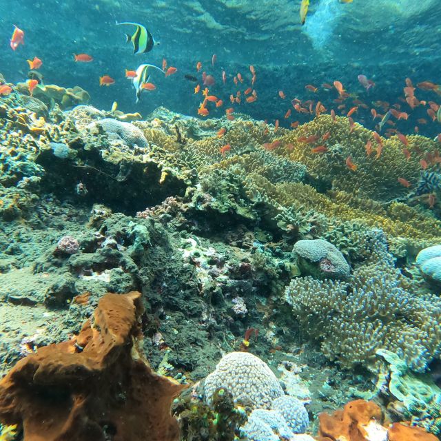 Sanur: Coastal Area Snorkeling Session - Fish Food, Schools of Fish, and How to Make It Better