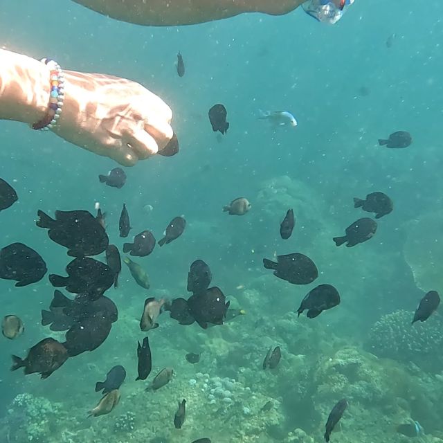 Sanur: Coastal Area Snorkeling Session - GoPro Documentation: Why It’s Worth Paying Attention To