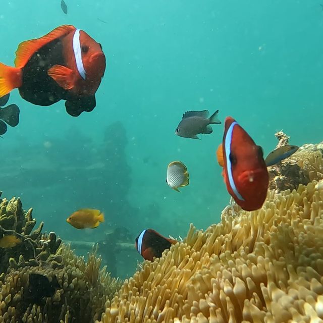 Sanur: Coastal Area Snorkeling Session - Price Check: Is $22 Good Value in Sanur?