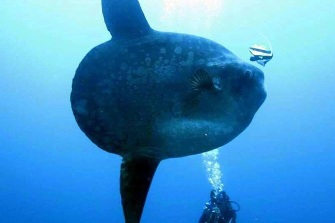 Scuba Diving in Nusa Penida - Manta Point - The boat ride reality, sea-sickness help, and comfort on rougher water