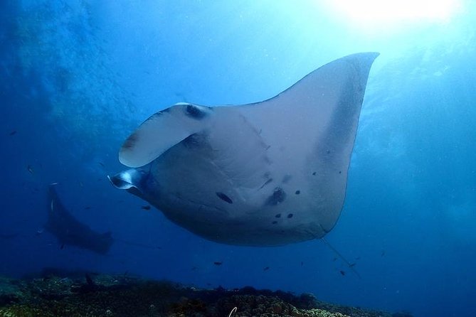 Scuba Diving in Nusa Penida - Manta Point - Gear fit, briefing, and the pool refresher you may get