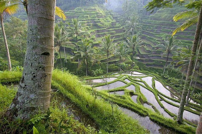 Selogriyo Temple and Trekking Java Rice Terraces, hidden waterfall -Nature Java - Rice-terrace viewpoints and local coffee: the break that makes the hike feel lighter