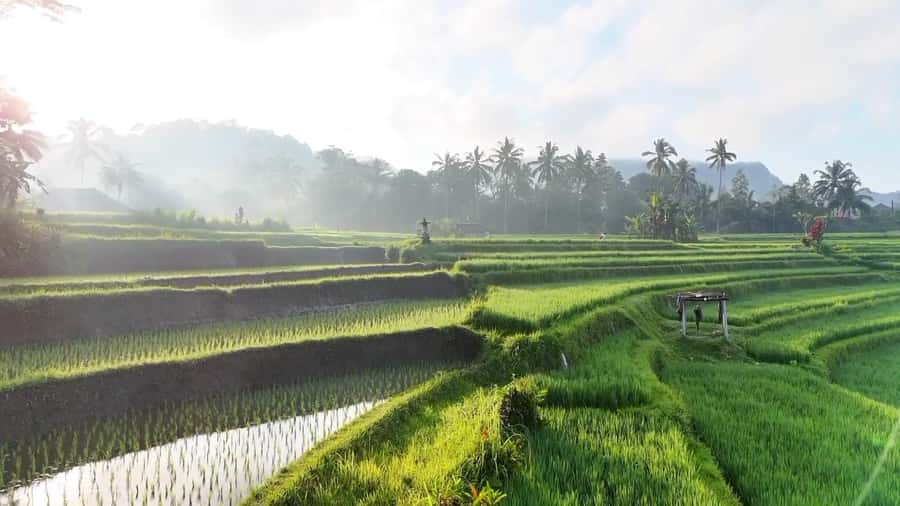 Sidemen rice terraces trek and local village walk - Why Sidemen Rice Terraces Feel More Local Than the Usual Bali Hike