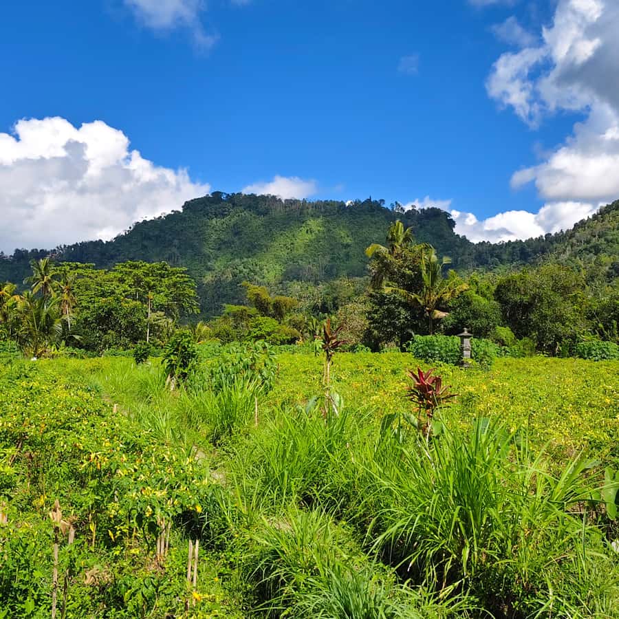 Sidemen rice terraces trek and local village walk - Price and Value: Is $17 Worth It?