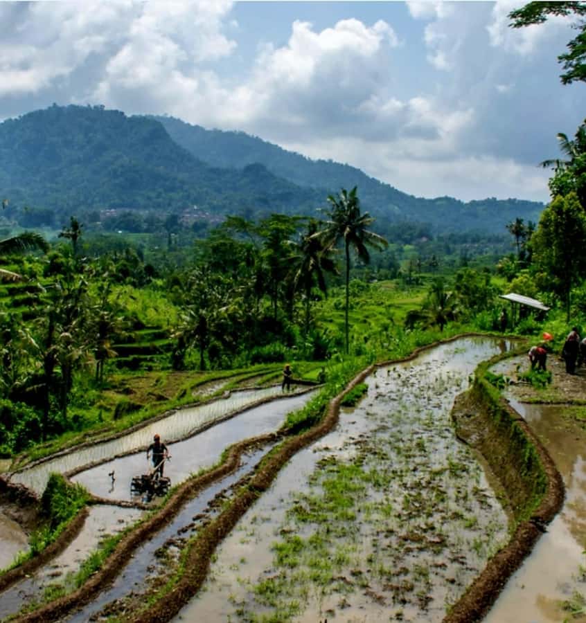 Sidemen Trekking: A Walk from Different Perspective - The Bridge Moment at Jembatan Kuning, Tukad Yeh Unda