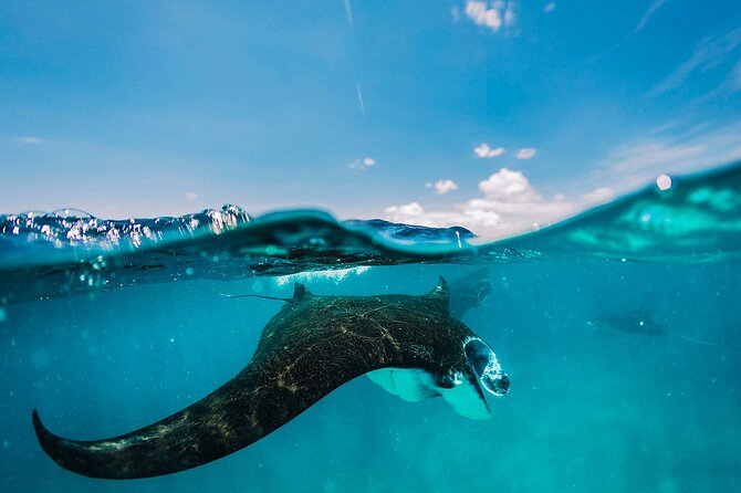 Snorkeling and Freediving Trip around Nusa Penida - Key Highlights You’ll Actually Care About