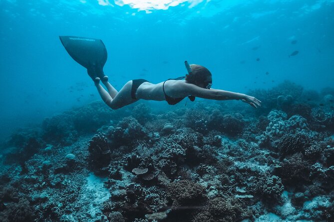 Snorkeling and Freediving Trip around Nusa Penida - Why Manta Timing at Nusa Penida Can Make or Break Your Trip