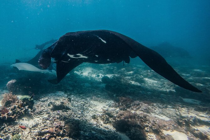 Snorkeling and Freediving Trip around Nusa Penida - The Speedboat Part: Why Sea Conditions Matter More Than You Think