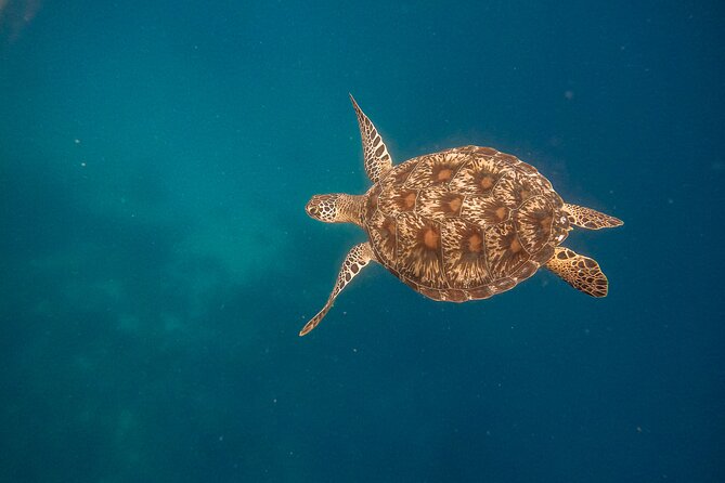 Snorkeling and Freediving Trip around Nusa Penida - Toyapakeh Wall: Coral Gardens, Color, and Fish Watching Without the Rush