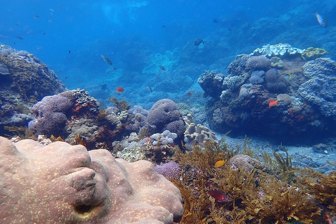 Snorkeling Day Trip To Lembongan and Penida - Nusa Lembongan plus Penida: the “variety day” snorkel plan