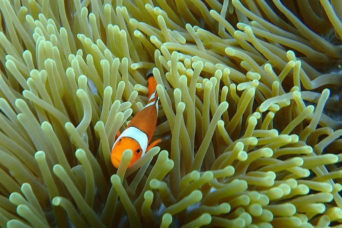 Snorkeling Day Trip To Lembongan and Penida - Price and value: where the $36.38 price makes sense, and where it can be misleading