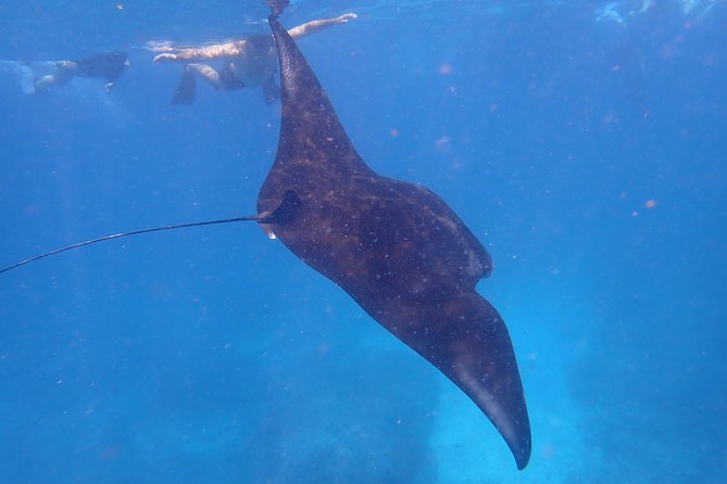 Snorkeling Day Trip To Lembongan and Penida - Getting There Without Stress: Sanur ferry, D’camel check-in, and pickup rules