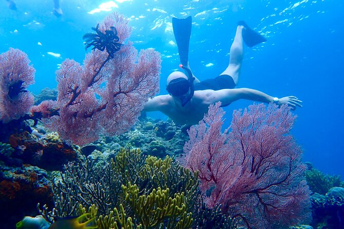 Snorkeling in Menjangan Island with Pickup and Lunch - Quick reasons this Menjangan snorkeling trip is worth your time