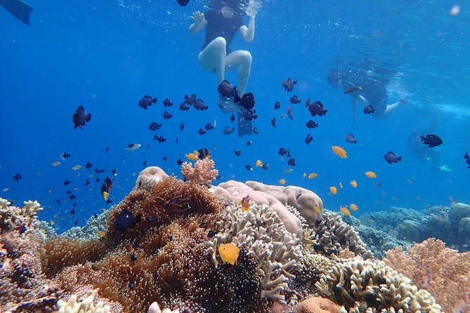 Snorkeling in Menjangan Island with Pickup and Lunch - The beach break: picnic lunch plus a deer walk on Menjangan Island