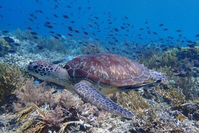 Snorkeling in Menjangan Island with Pickup and Lunch