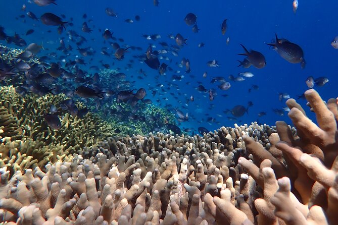 Snorkeling in Menjangan Island with Pickup and Lunch - Small group size: max 15 and why it affects the vibe in the water