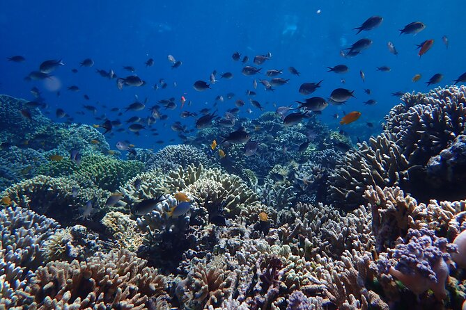 Snorkeling in Menjangan Island with Pickup and Lunch - Gear provided: saving hassle without taking away the fun