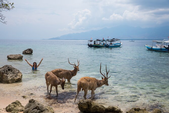 Snorkeling in Menjangan Island with Pickup and Lunch - The guide experience: marine spotting and capturing moments