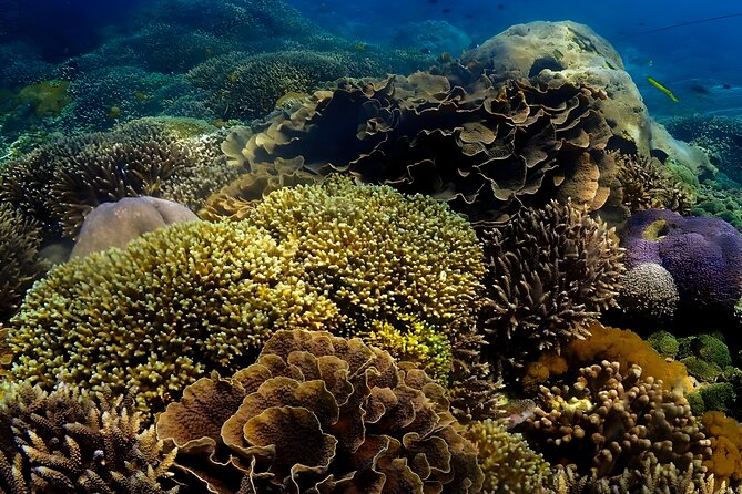 Snorkeling In Nusa Penida Departing From Bali Island - Why Nusa Penida feels like a real snorkeling day, not a bus ride to water