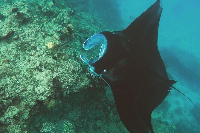 Snorkeling In Nusa Penida Departing From Bali Island - The Sanur-to-Penida route, and why the boat plan changes your whole day