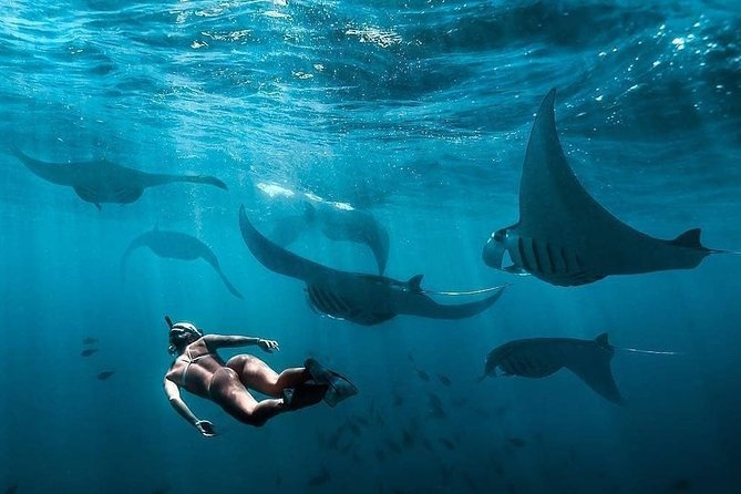 Snorkeling Manta Ray Safari in Nusa Penida - Why Manta Rays Off Nusa Penida Are Worth the Boat Ride