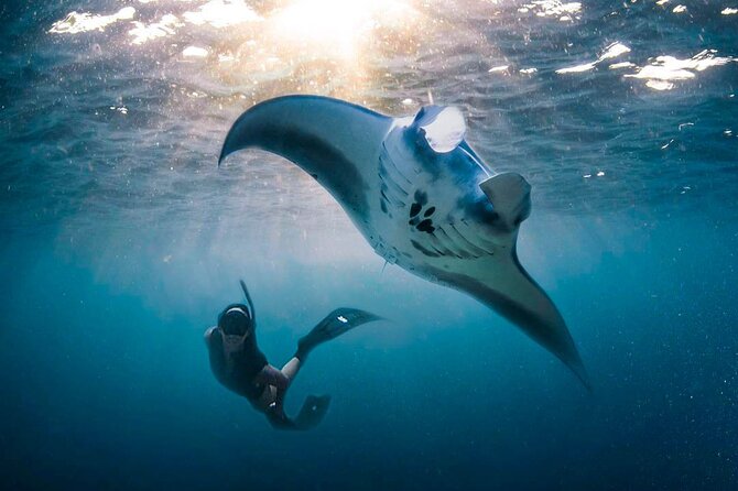 Snorkeling Manta Ray Safari in Nusa Penida - Who This Tour Fits Best, and Who Should Choose Private Instead