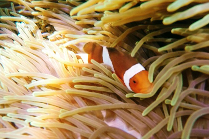 Snorkeling Package at Padang Bai Blue Lagoon - The 7:00 am rhythm: pickup, air-conditioned bus, and Sanur timing