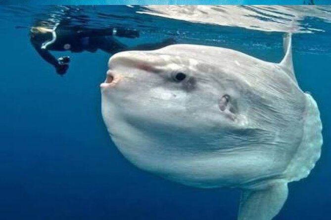 Snorkeling Trips with Manta Ray from Nusa Lembongan - Where you meet: Yellow Bridge and hotel pickup