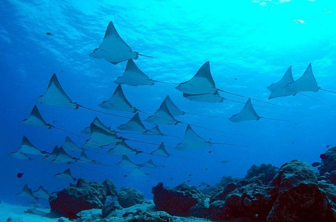 Snorkeling with Manta Rays in Nusa Penida Experience (All-Inclusive) - First stops on Penida: how the day is paced around snorkeling time
