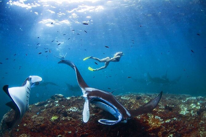 Snorkeling with Manta Rays in Nusa Penida Experience (All-Inclusive) - Manta Point and the manta ray swim: what to expect