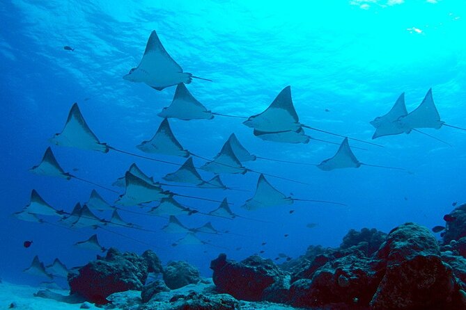 Snorkeling with Manta Rays in Nusa Penida Experience (All-Inclusive) - GT Bay and GT Point: reef time that often makes the day feel complete