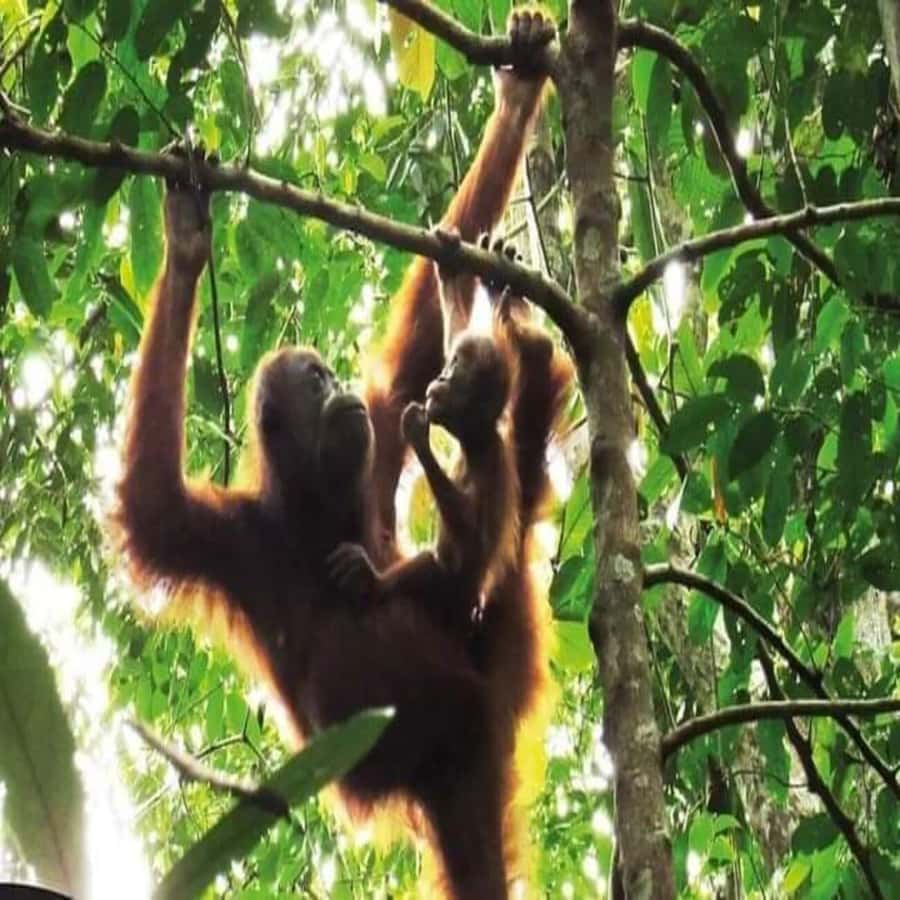Sumatra: 3-Day Unique Jungle Experience & Exploring Wildlife - From Medan to Bukit Lawang: starting strong without wasting daylight