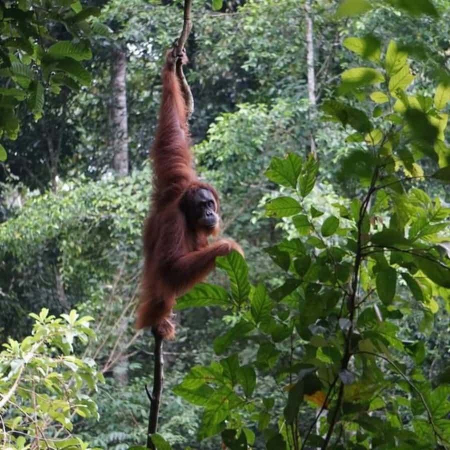 Sumatra: 3-Day Unique Jungle Experience & Exploring Wildlife - Day 1 in the jungle: narrow trails, mountain-stream swims, and first wildlife chances